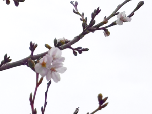 院長ブログ Vol.34　当院のサクラ開花速報！
